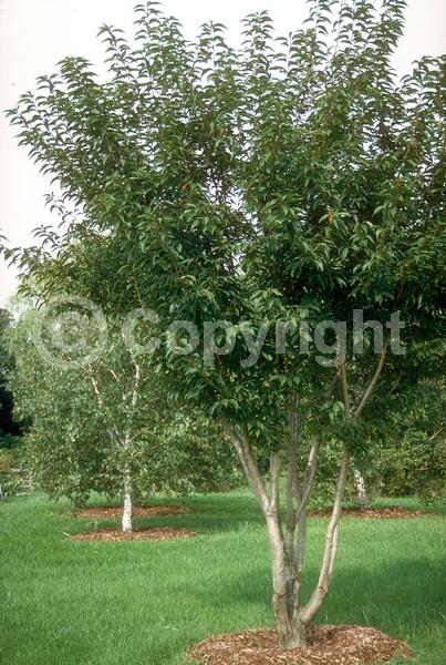 White blooms; Pink blooms; Deciduous; Broadleaf
