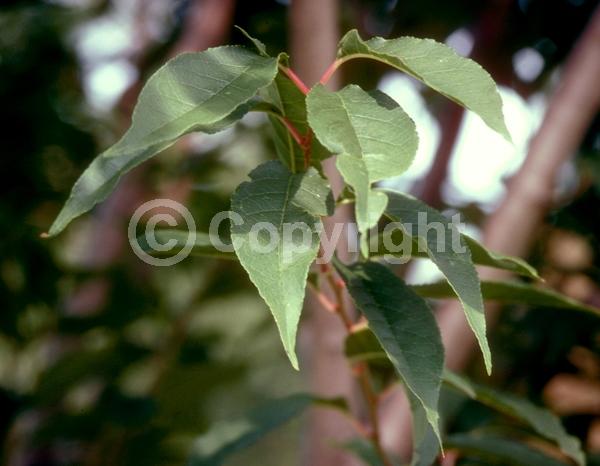 White blooms; Pink blooms; Deciduous; Broadleaf