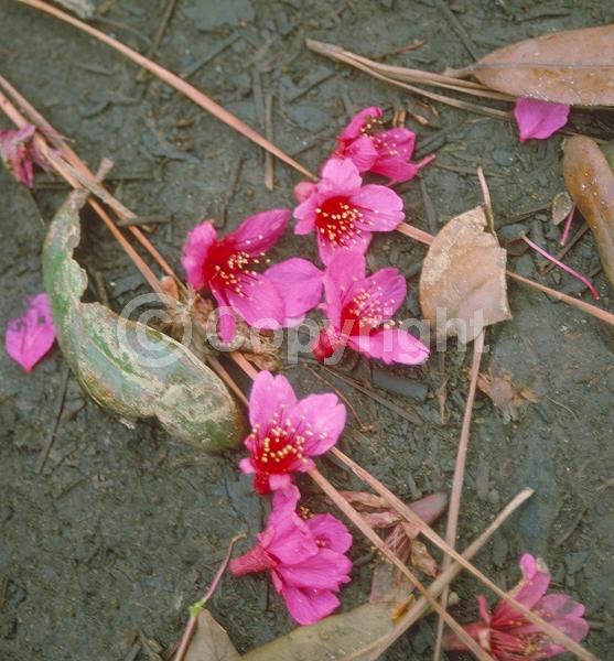 Pink blooms; Deciduous; Broadleaf