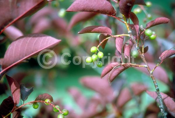 Pink blooms; Deciduous; Broadleaf