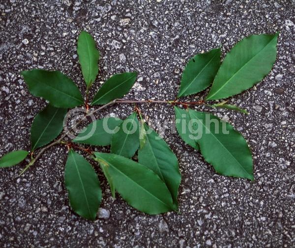 White blooms; Evergreen; North American Native