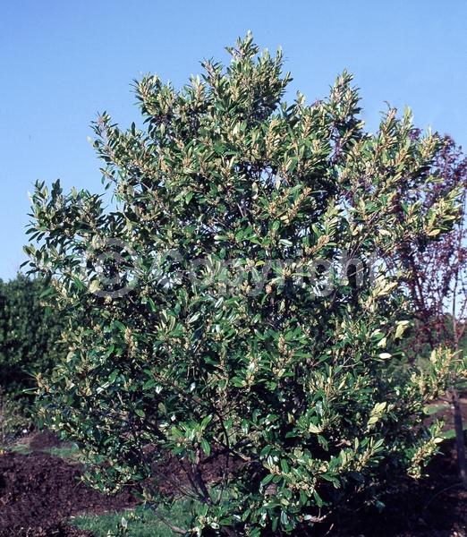 White blooms; Evergreen; North American Native