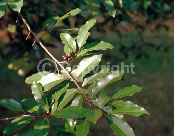 White blooms; Evergreen; Broadleaf; North American Native