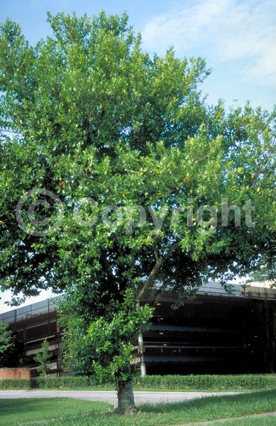 White blooms; Evergreen; Broadleaf; North American Native