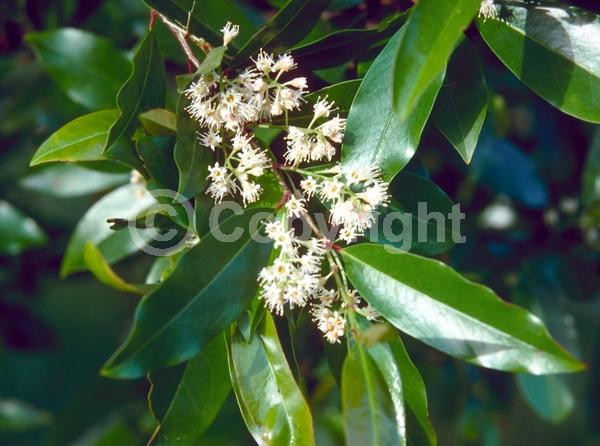 White blooms; Evergreen; Broadleaf; North American Native