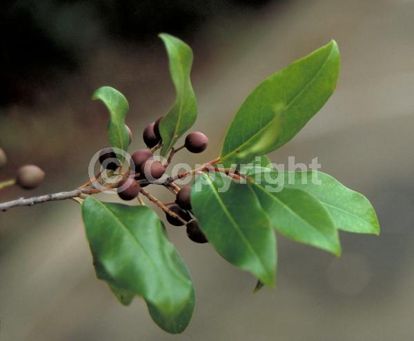 White blooms; Evergreen; Broadleaf; North American Native