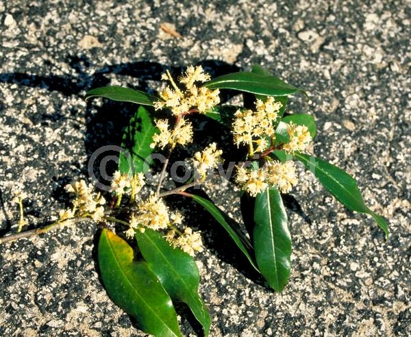 White blooms; Evergreen; Broadleaf; North American Native