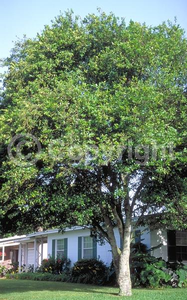 White blooms; Evergreen; Broadleaf; North American Native