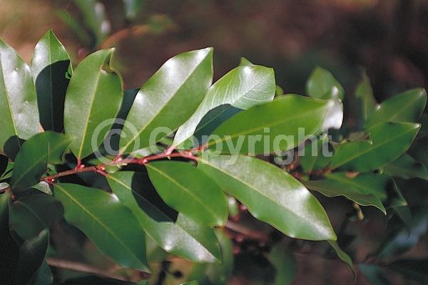 White blooms; Evergreen; Broadleaf; North American Native