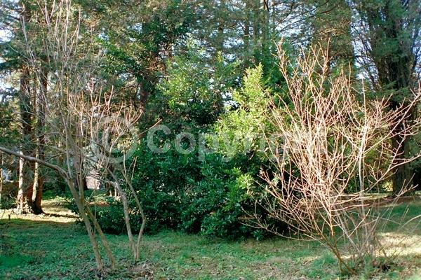 White blooms; Evergreen; Broadleaf; North American Native