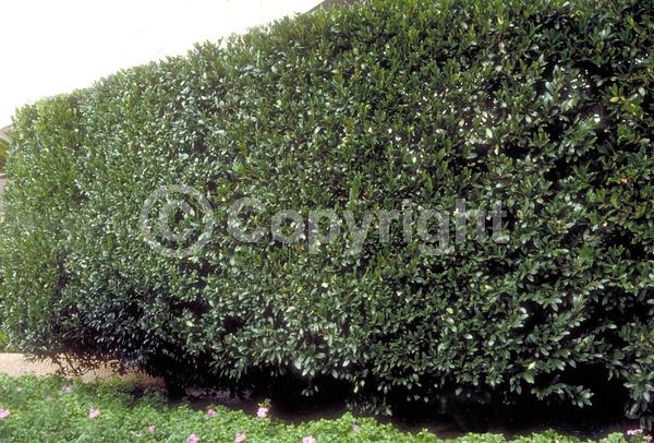 White blooms; Evergreen; Broadleaf; North American Native