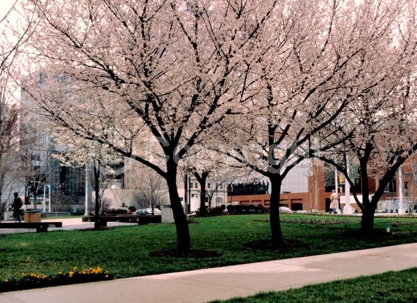 White blooms; Pink blooms; Deciduous; Broadleaf