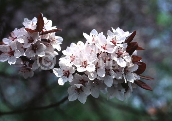 White blooms; Pink blooms; Deciduous; Broadleaf