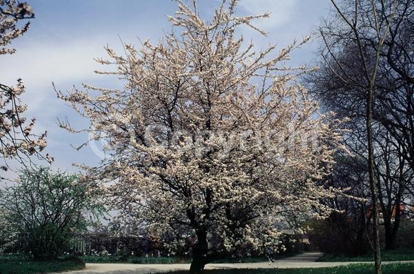 White blooms; Pink blooms; Deciduous; Broadleaf