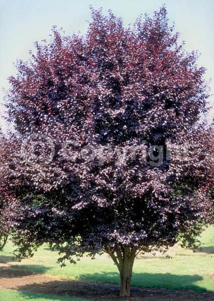 White blooms; Pink blooms; Deciduous; Broadleaf