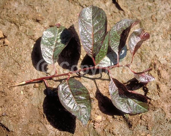 White blooms; Pink blooms; Deciduous; Broadleaf