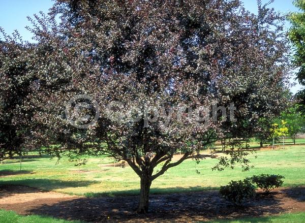 White blooms; Pink blooms; Deciduous; Broadleaf