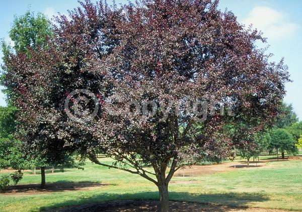 White blooms; Pink blooms; Deciduous; Broadleaf