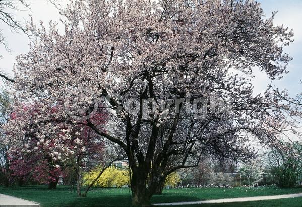 White blooms; Pink blooms; Deciduous; Broadleaf