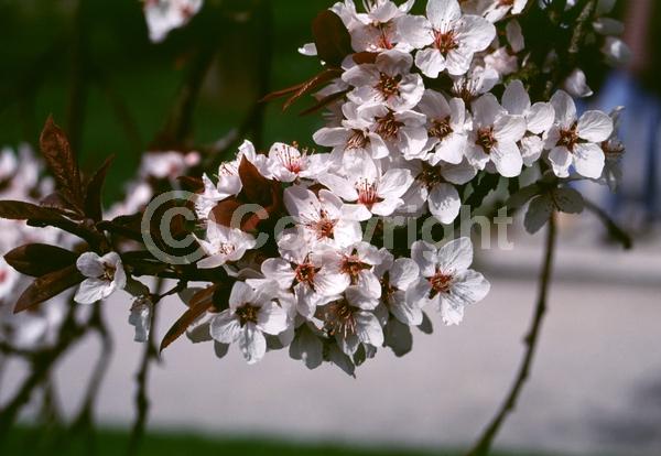 White blooms; Pink blooms; Deciduous; Broadleaf