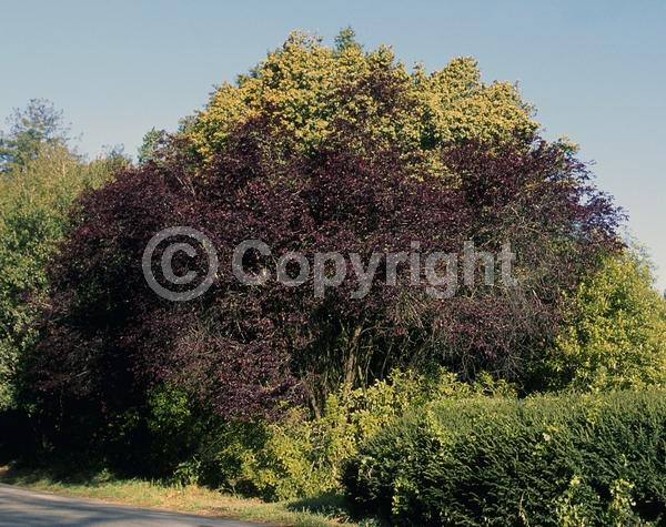 White blooms; Pink blooms; Deciduous; Broadleaf