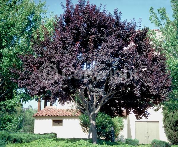 White blooms; Pink blooms; Deciduous; Broadleaf