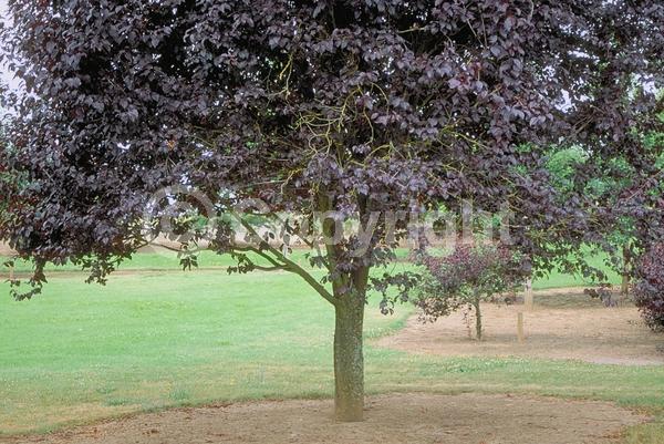 White blooms; Pink blooms; Deciduous; Broadleaf