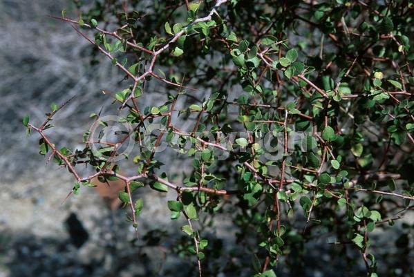White blooms; Deciduous; North American Native
