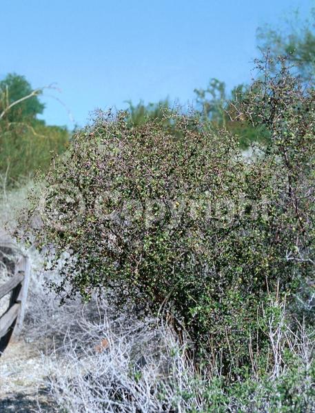 White blooms; Deciduous; North American Native