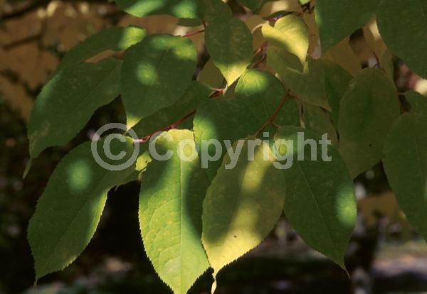 White blooms; Deciduous; Broadleaf