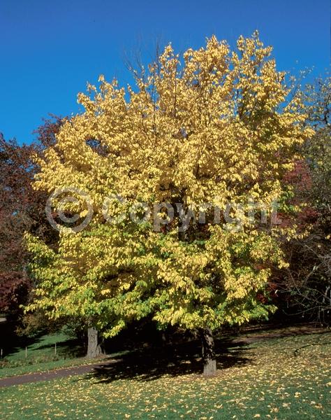 White blooms; Deciduous; Broadleaf