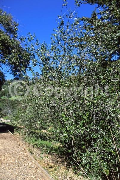 White blooms; Evergreen; Broadleaf; North American Native