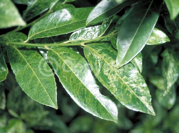 White blooms; Evergreen