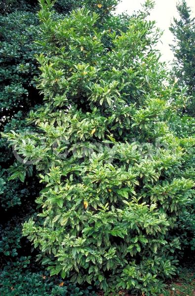 White blooms; Evergreen