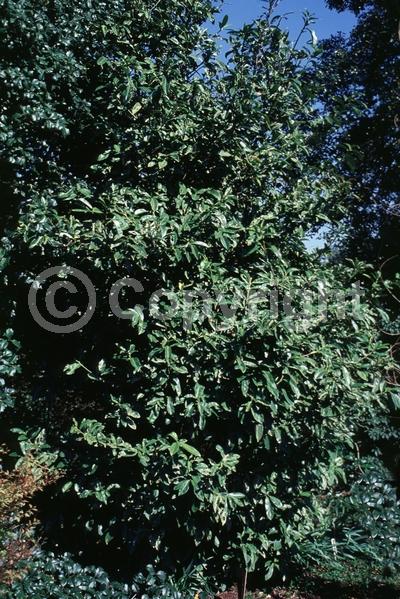 White blooms; Evergreen