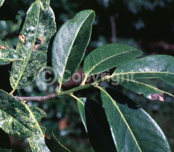 White blooms; Evergreen