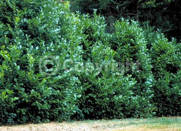 White blooms; Evergreen