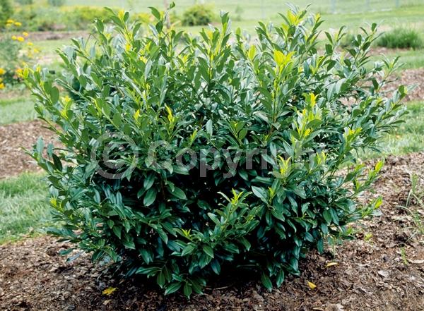 White blooms; Evergreen