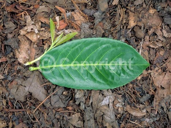 White blooms; Evergreen