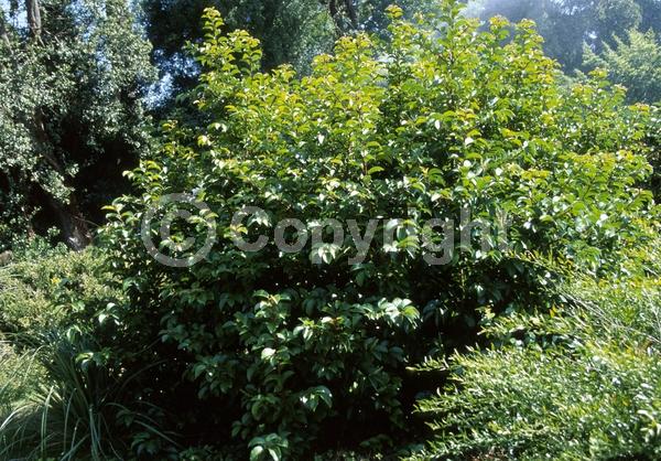 White blooms; Evergreen; Broadleaf
