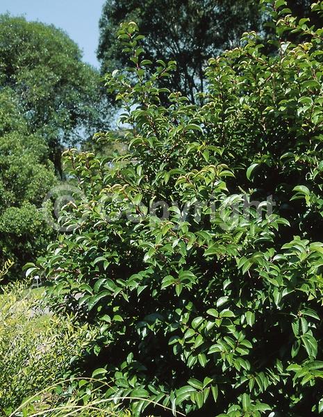 White blooms; Evergreen; Broadleaf