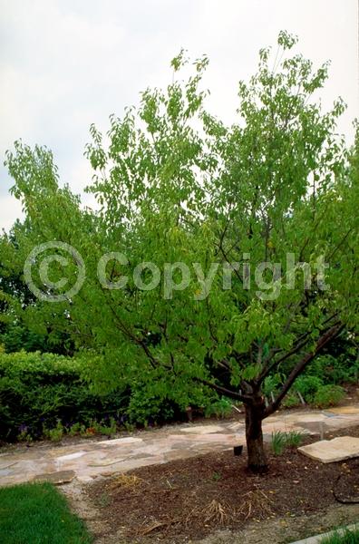 Pink blooms; Deciduous; Broadleaf