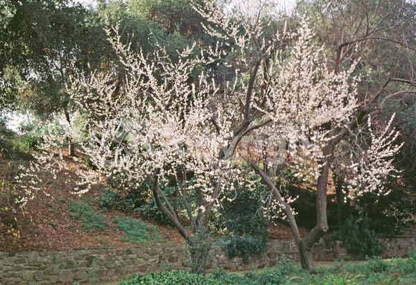 White blooms; Pink blooms; Deciduous; Broadleaf