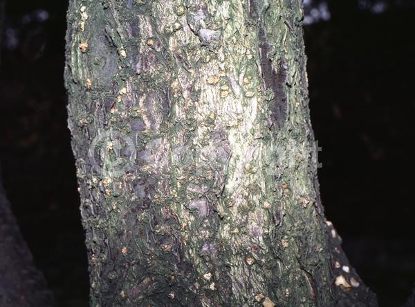 White blooms; Pink blooms; Deciduous; Broadleaf