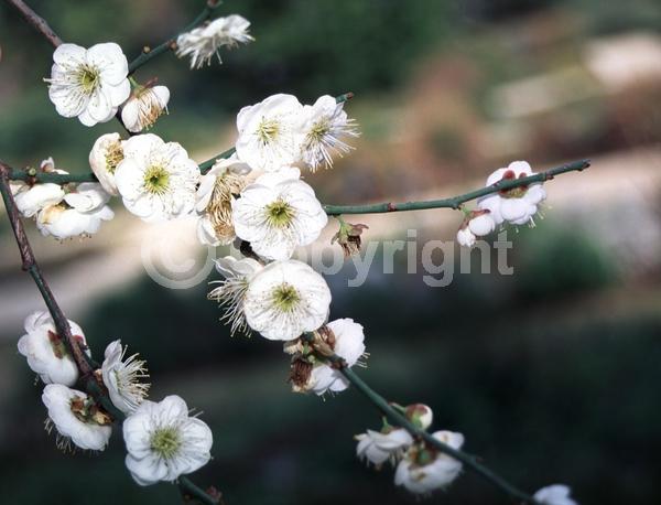 White blooms; Pink blooms; Deciduous; Broadleaf