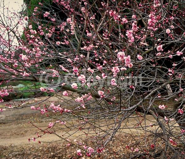 White blooms; Pink blooms; Deciduous; Broadleaf