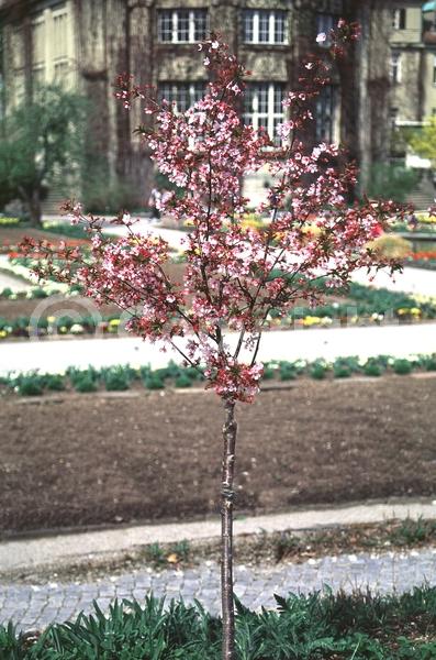 White blooms; Deciduous; Broadleaf