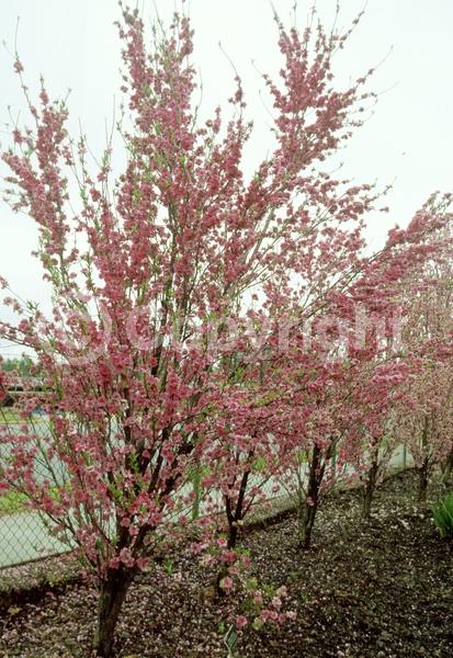 Pink blooms; Deciduous; Broadleaf