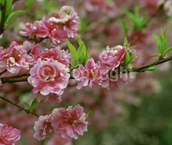 Pink blooms; Deciduous; Broadleaf