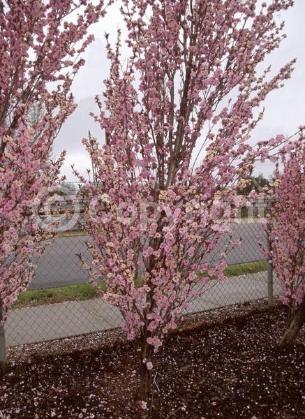 Pink blooms; Deciduous; Broadleaf